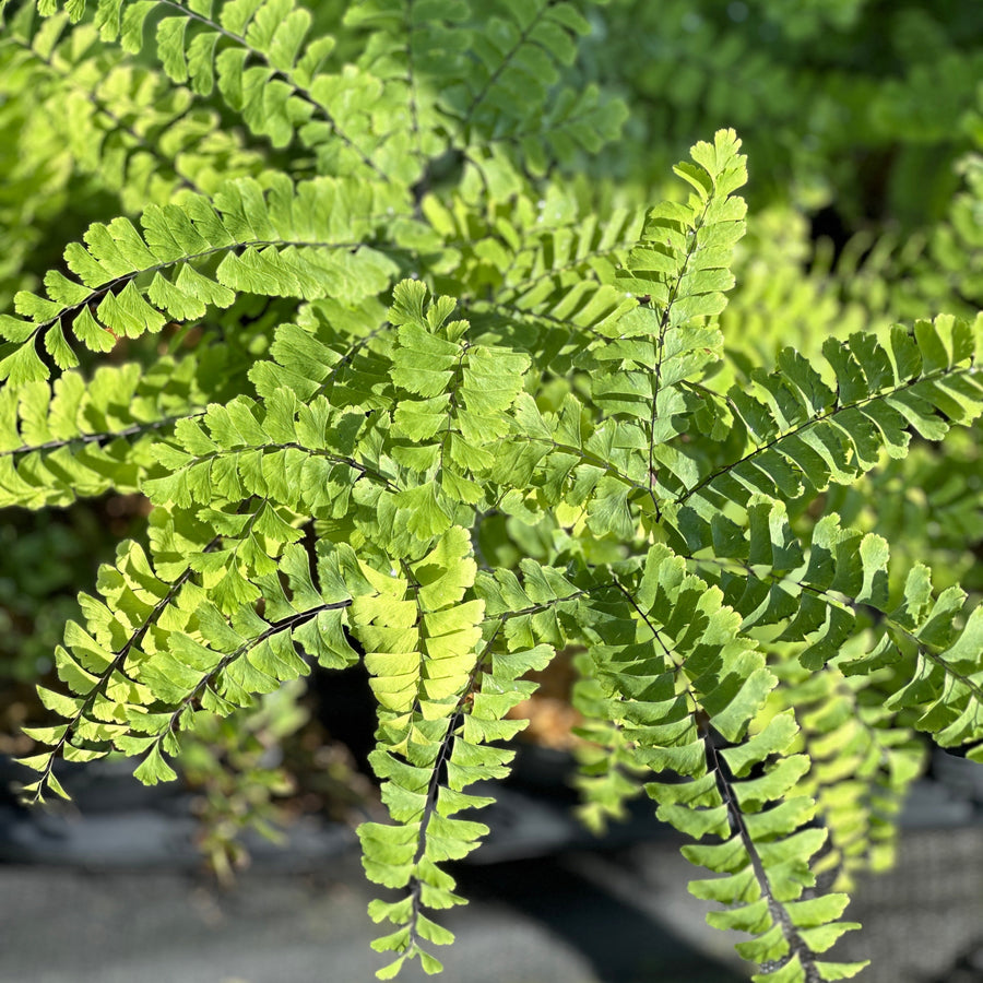 Maidenhair Fern