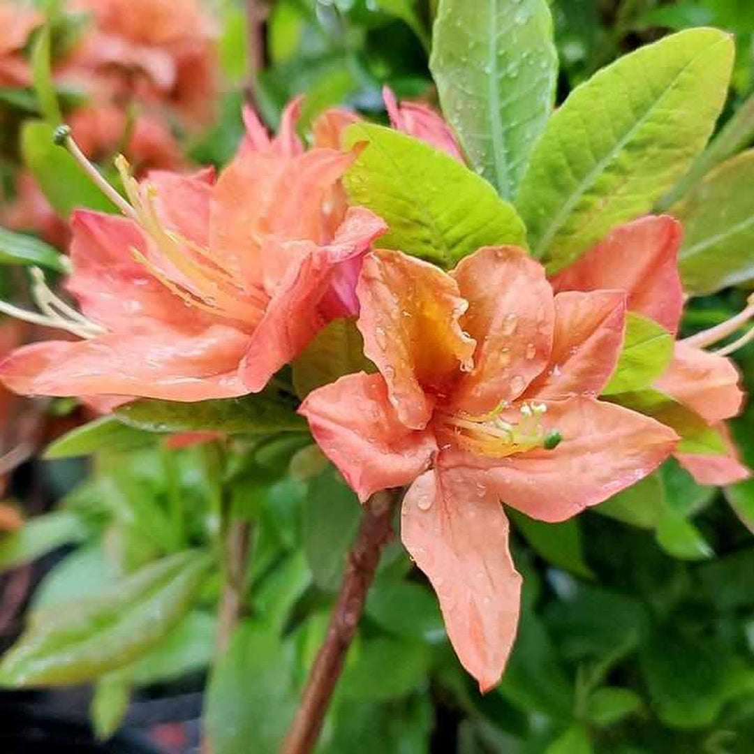 Mandarin Lights Azalea |Prides Corner Farms