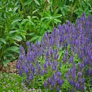 Marcus® Meadow Sage