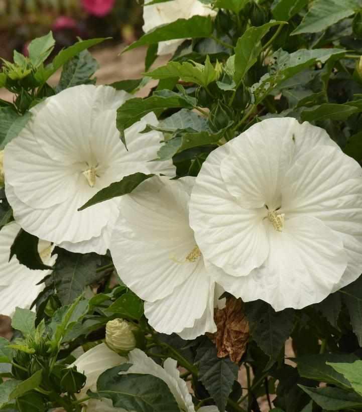 marshmallow-moon-rose-mallow