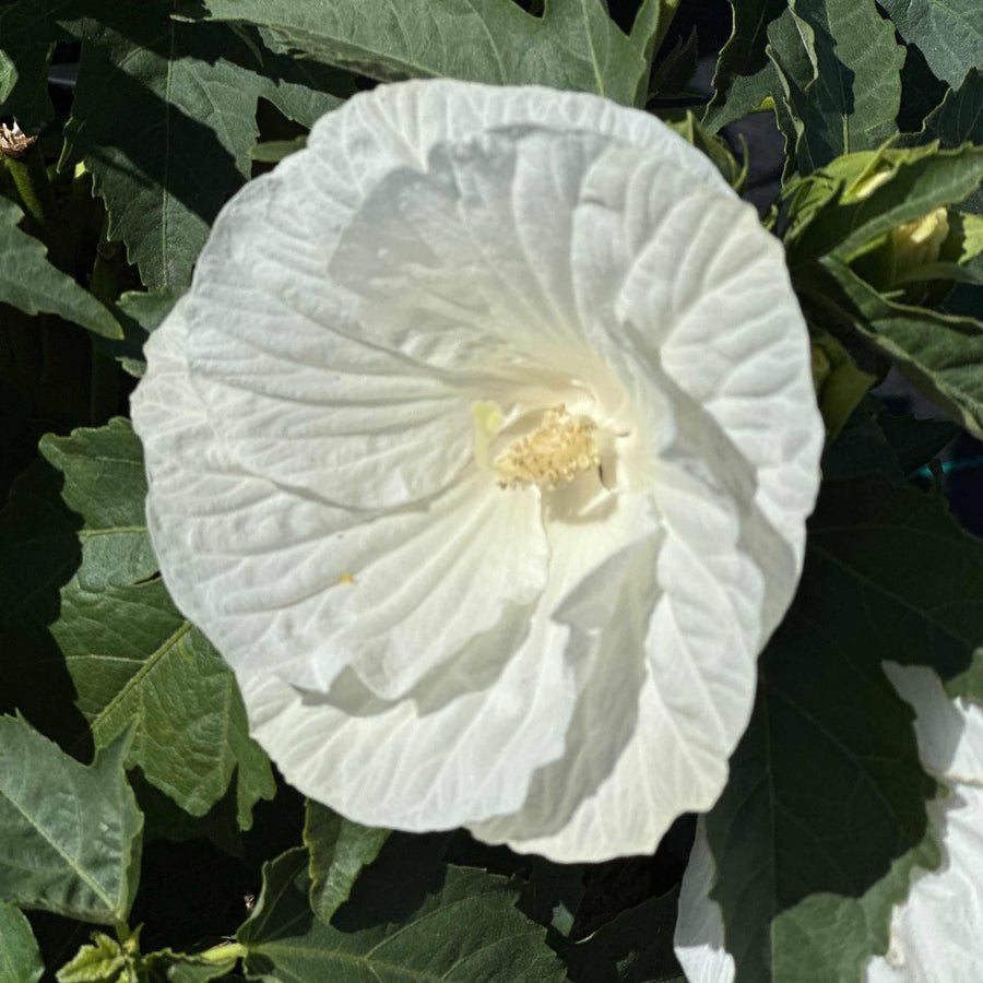 marshmallow-moon-rose-mallow