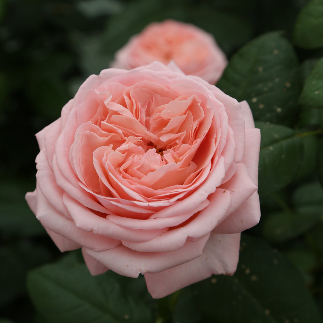 Martha Stewart™ Hybrid Tea Rose |Star® Roses and Plants