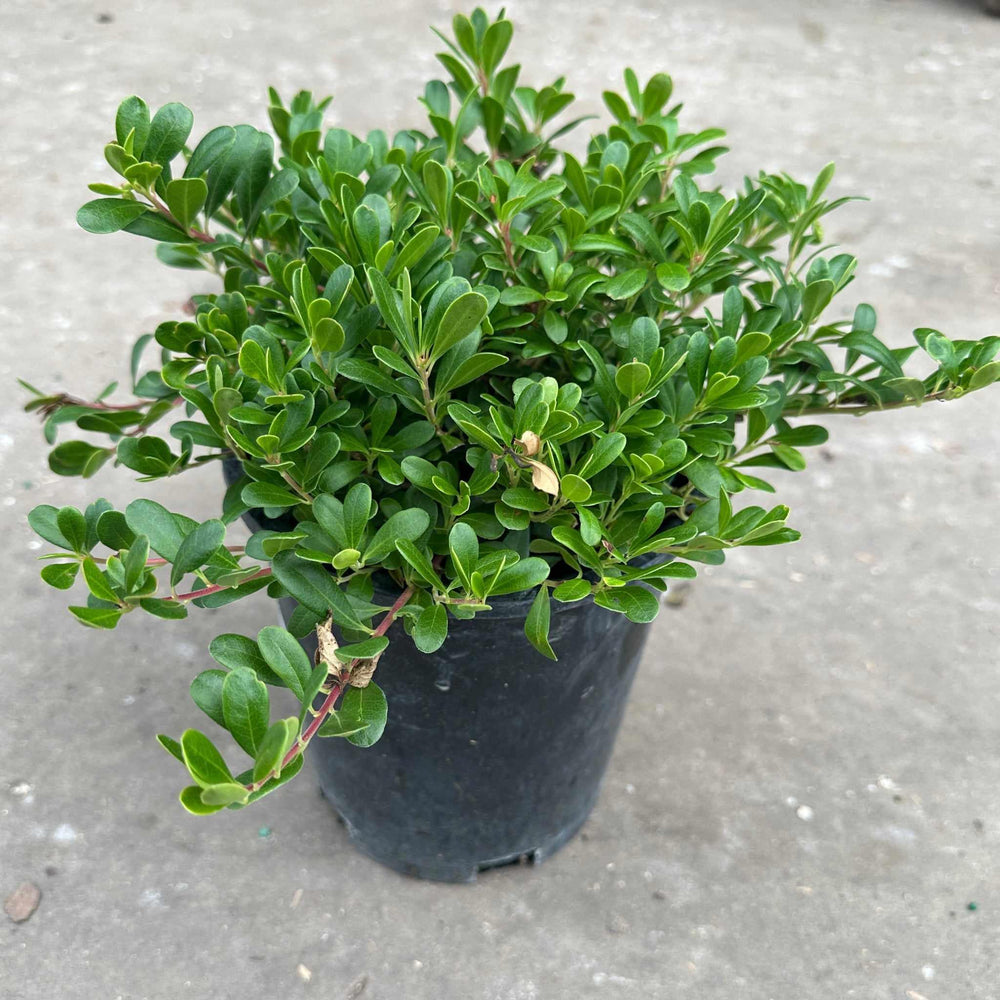 Massachusetts Hybrid Bearberry