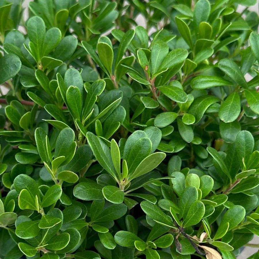 Massachusetts Hybrid Bearberry