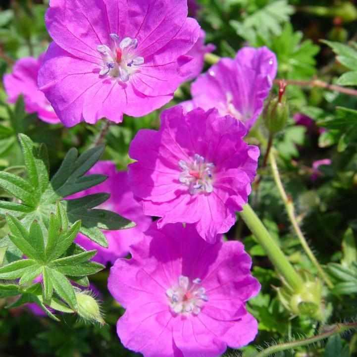 Max Frei Cranesbill