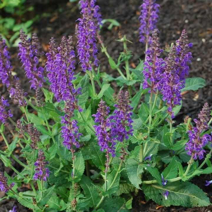 May Night Meadow Sage