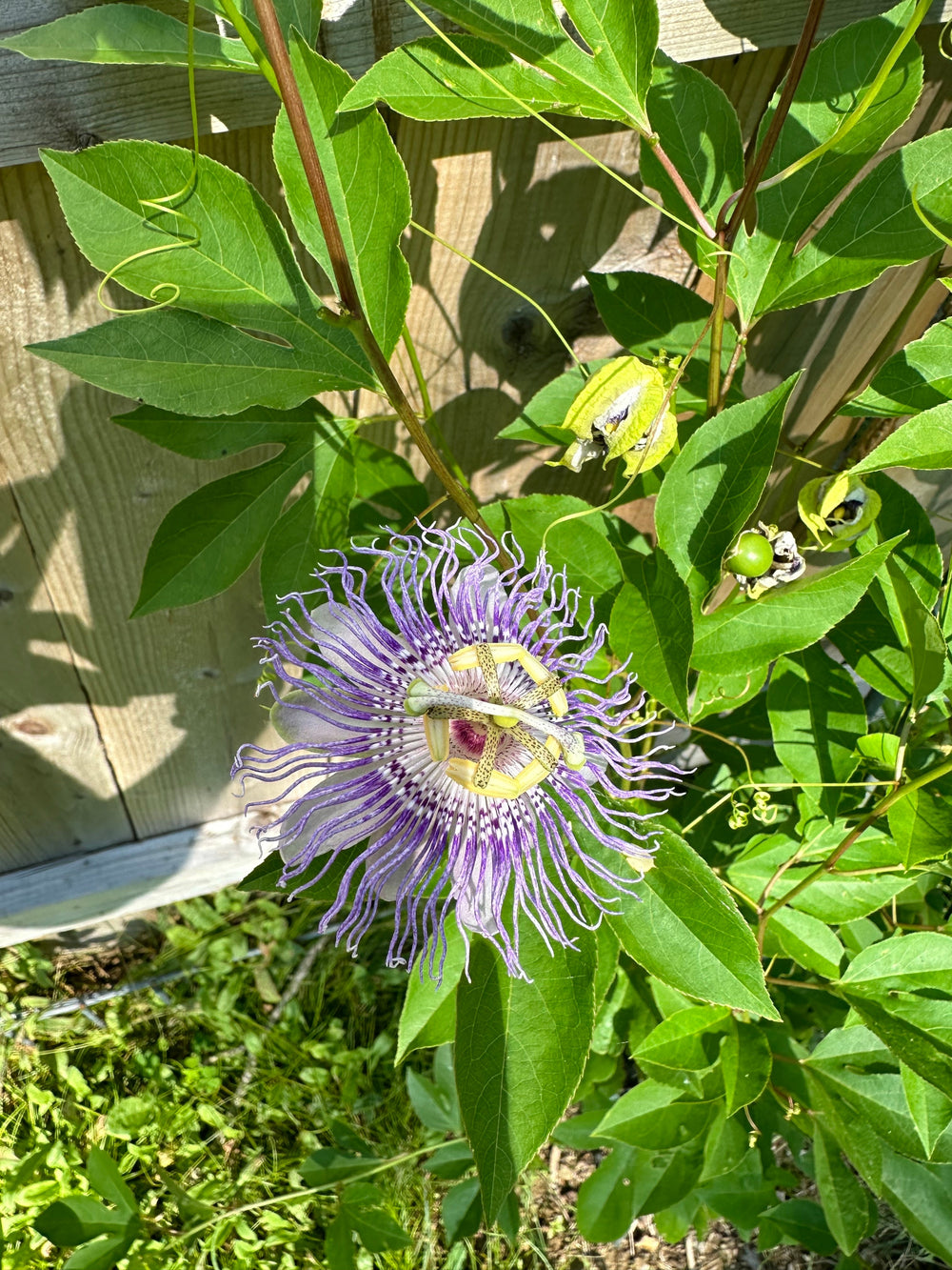 passiflora-incarnata-maypop