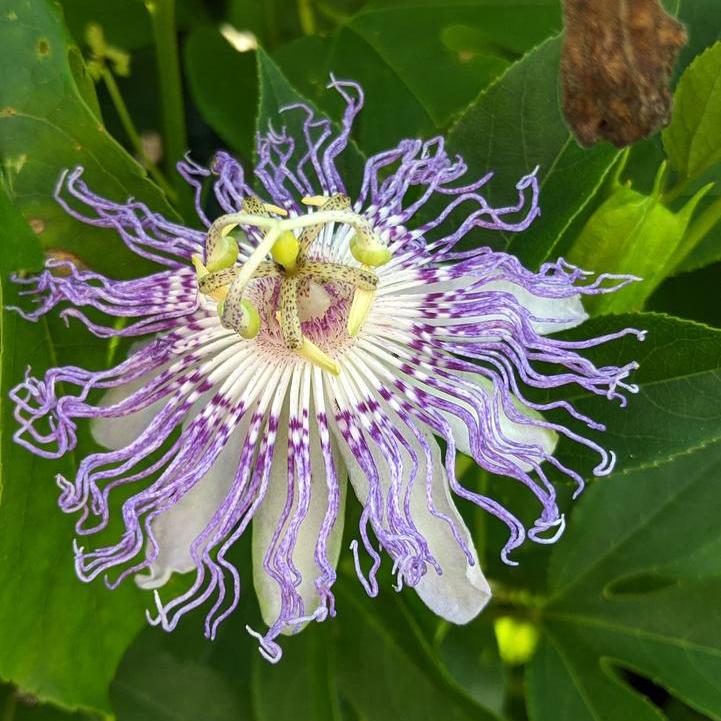 Maypop