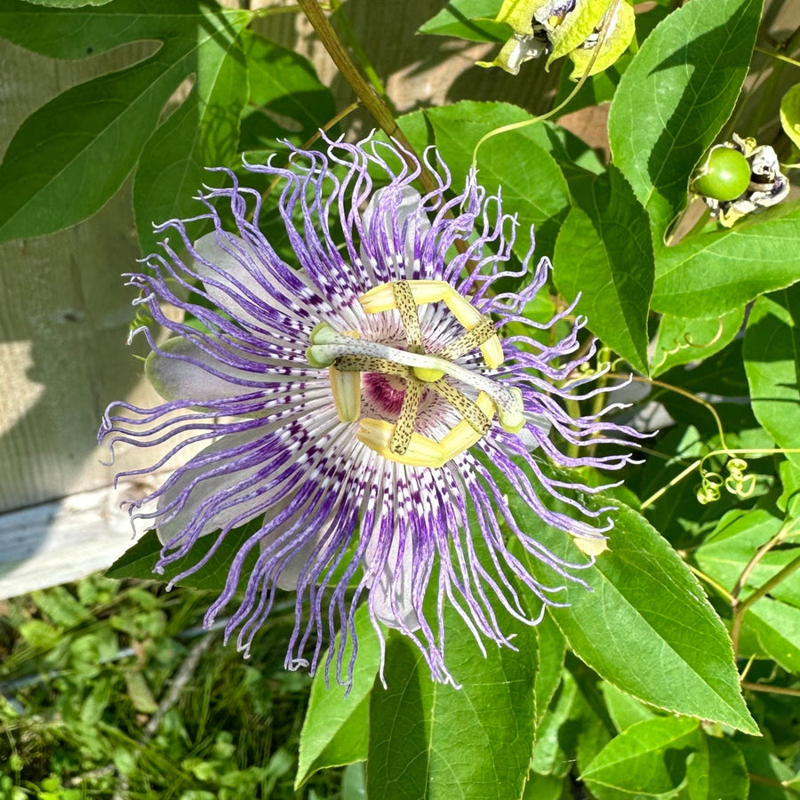 passiflora-incarnata-maypop
