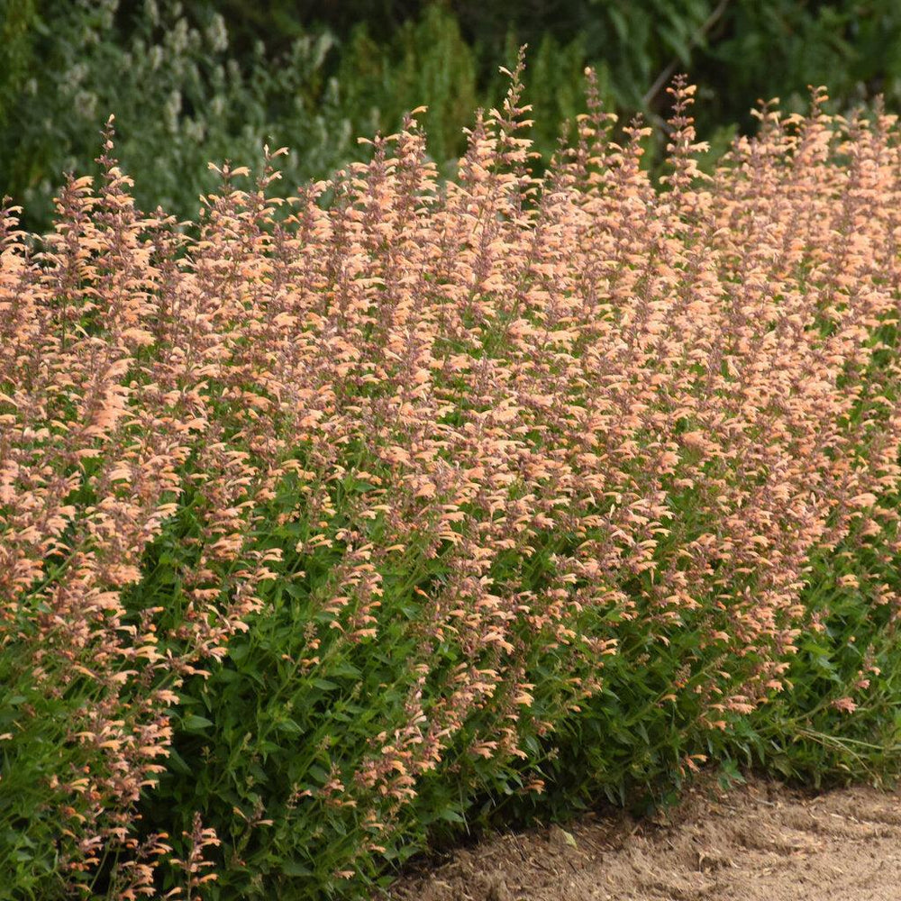Meant to Bee® 'Queen Nectarine' Anise Hyssop