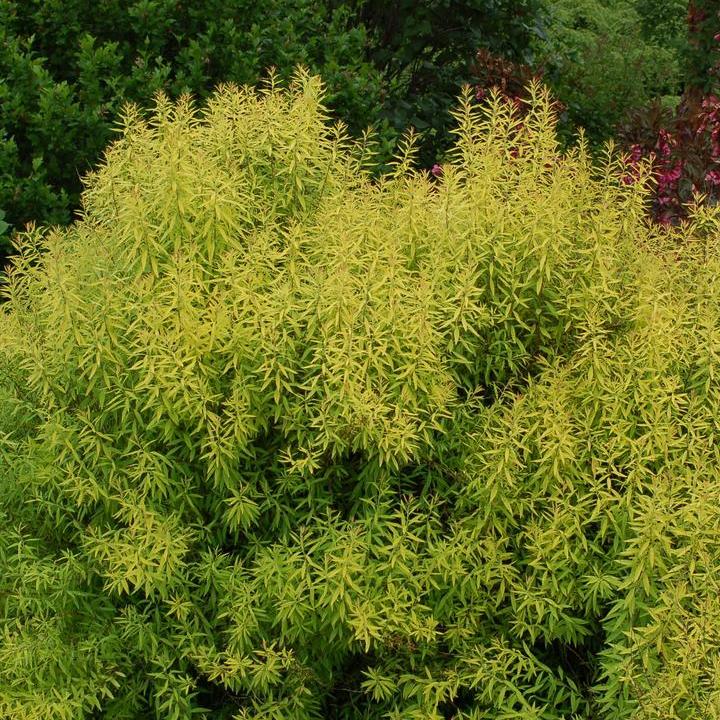 Mellow Yellow Spiraea