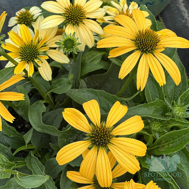 Mellow Yellows Coneflower