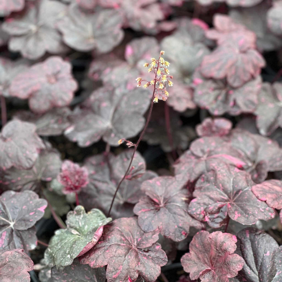 heuchera-midnight-rose-coralbells