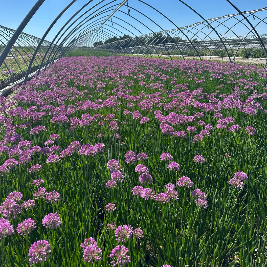 Millenium Flowering Onion