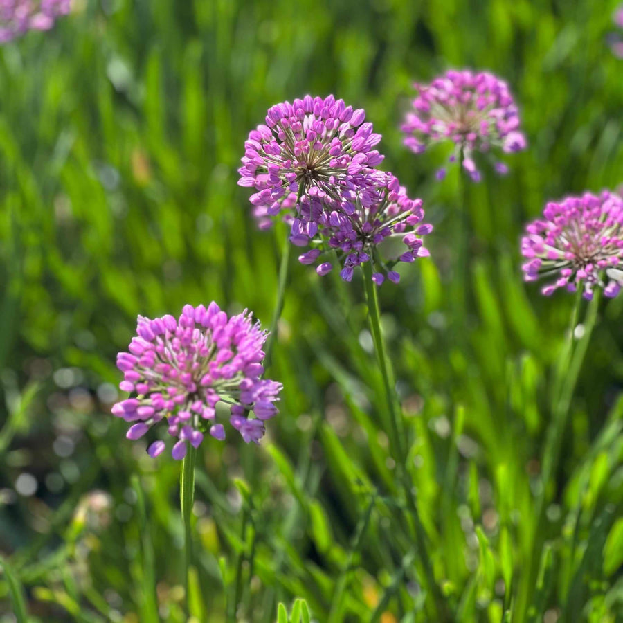 Millenium Flowering Onion