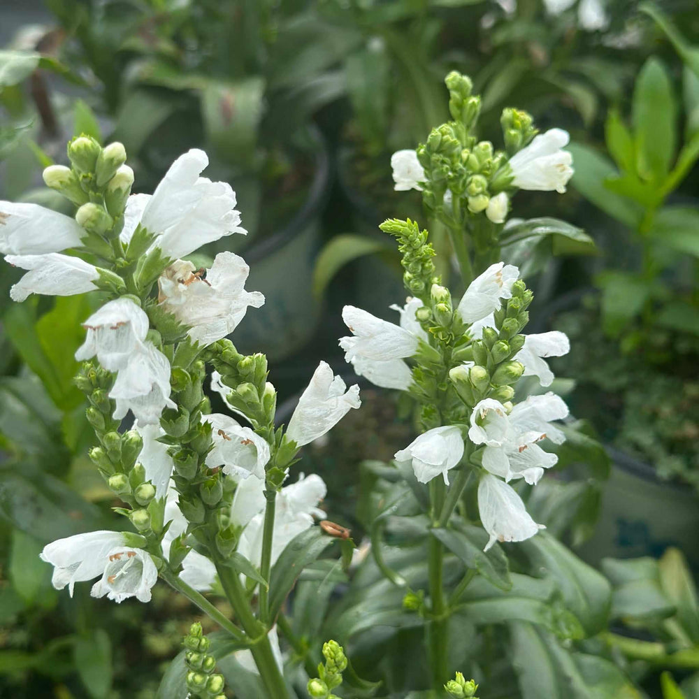 Miss Manners Obedient Plant