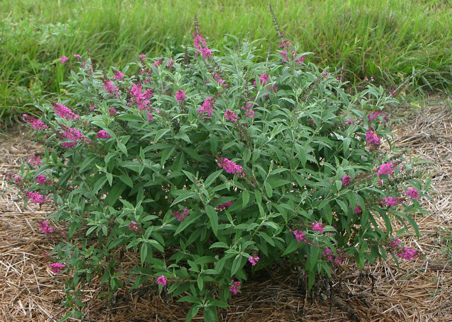 Miss Ruby Butterfly Bush