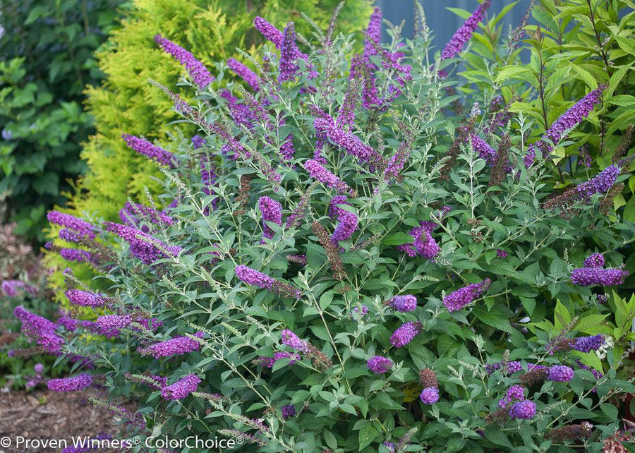 Miss Violet Butterfly Bush