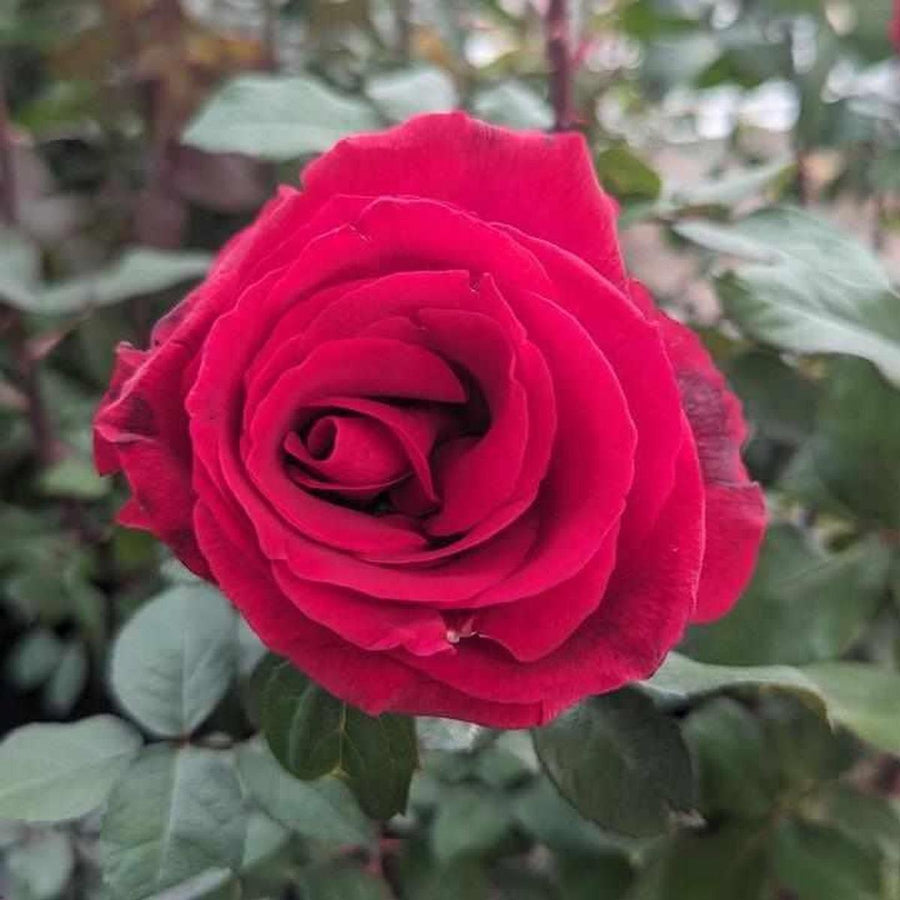 Mister Lincoln Hybrid Tea Rose |Prides Corner Farms