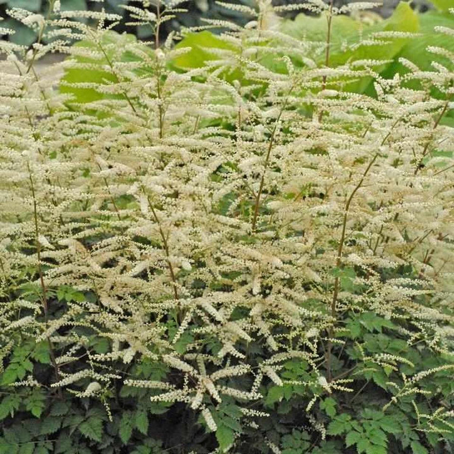 Misty Lace Goatsbeard |Walters Gardens