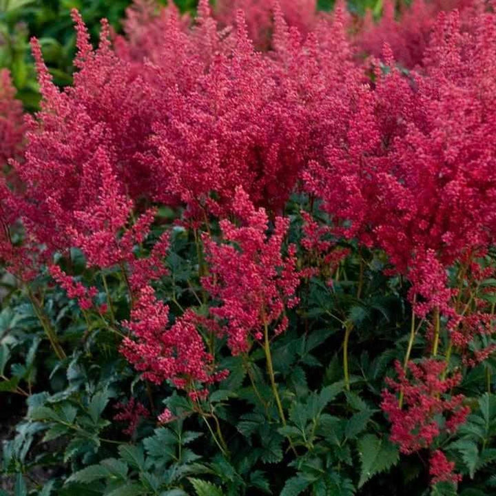 Montgomery Astilbe |Walters Gardens