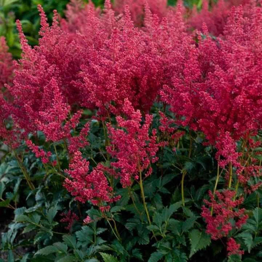 Montgomery Astilbe |Walters Gardens