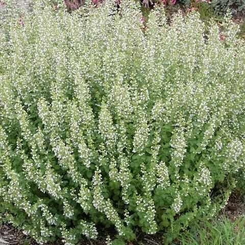 calamintha-nepeta-montrose-white