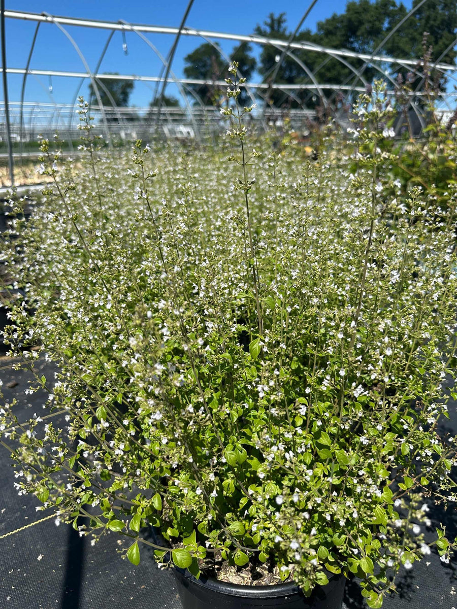 calamintha-nepeta-montrose-white