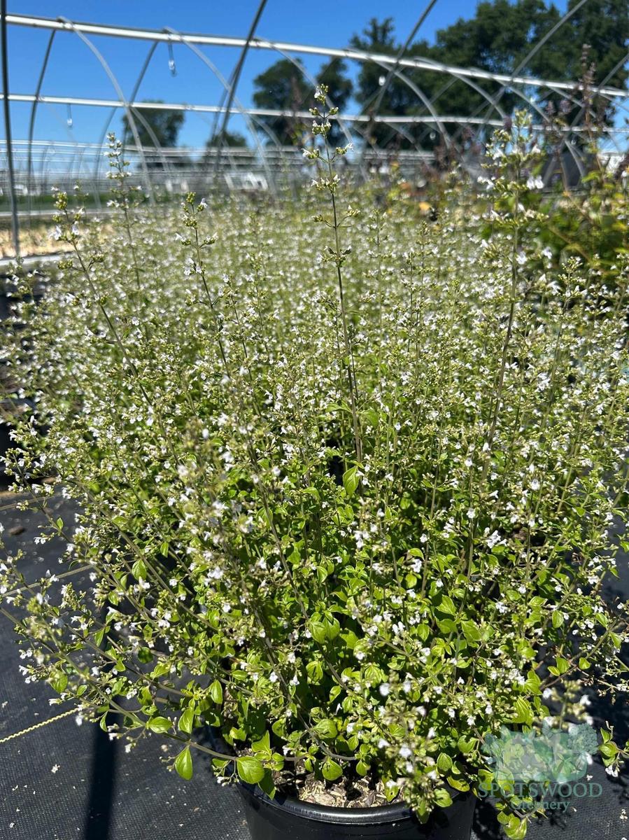 Montrose White Calamint |Spotswood Greenery