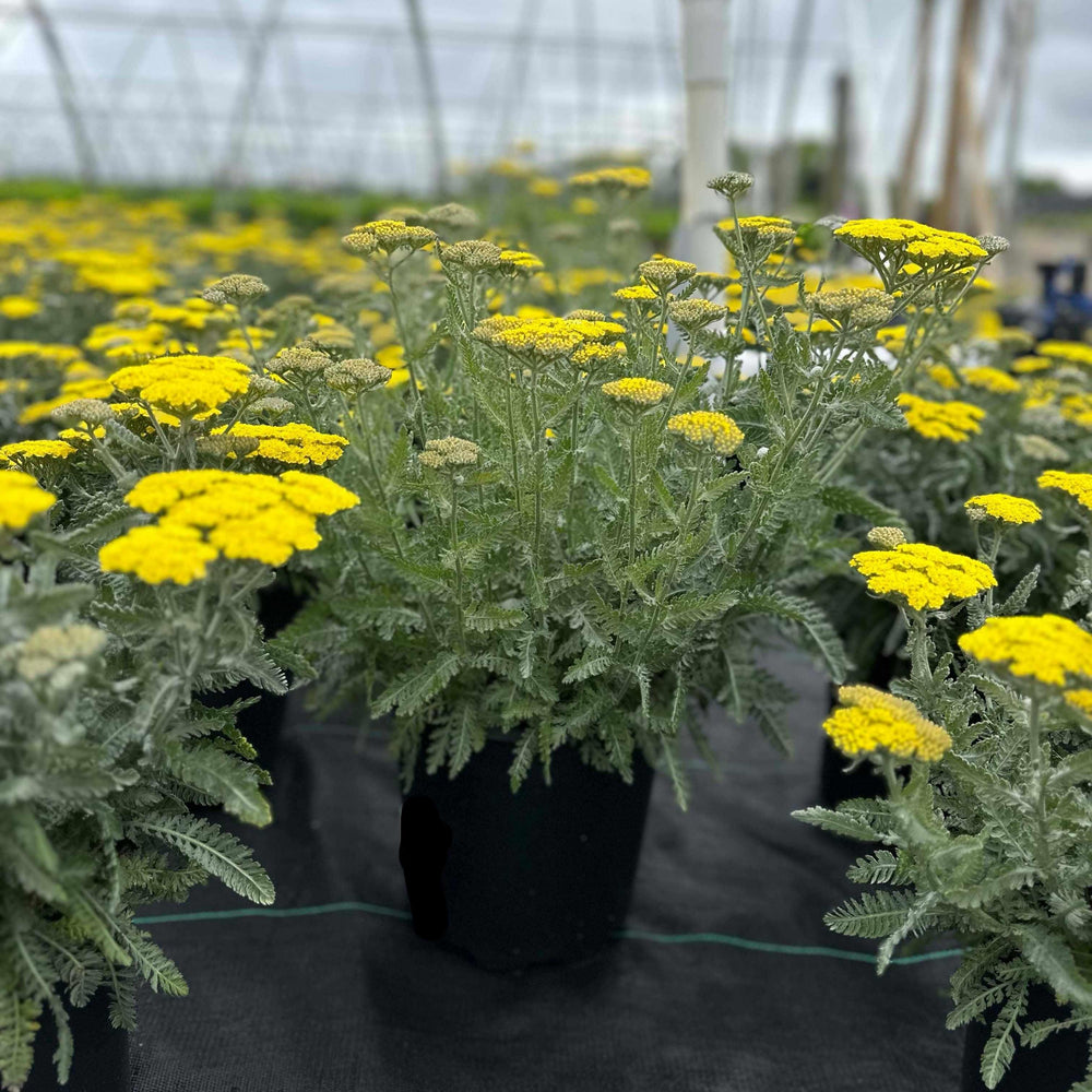 Moonshine Yarrow