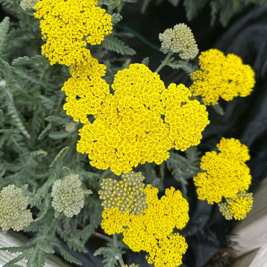 Moonshine Yarrow