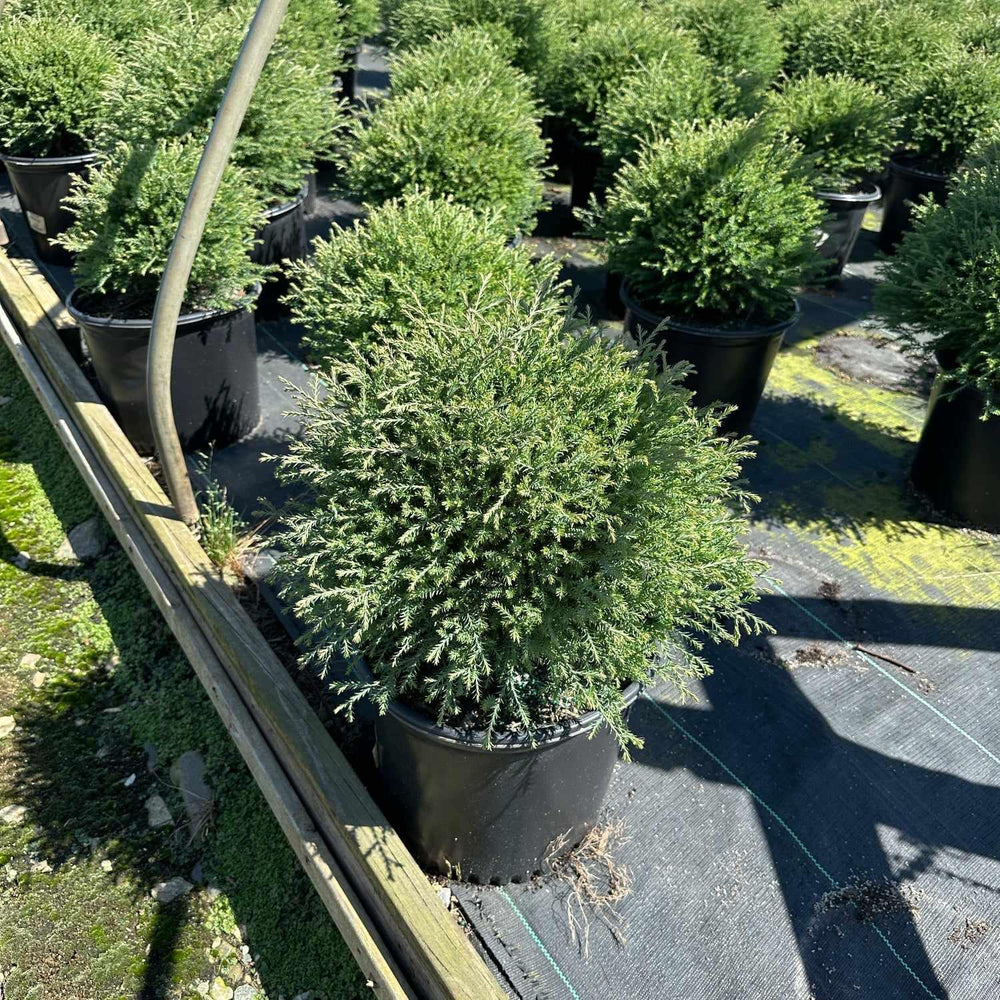 Mr. Bowling Ball® American Arborvitae