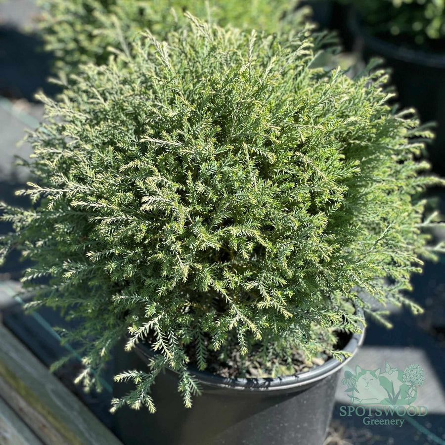 thuja-mr-bowling-ball-arborvitae-2