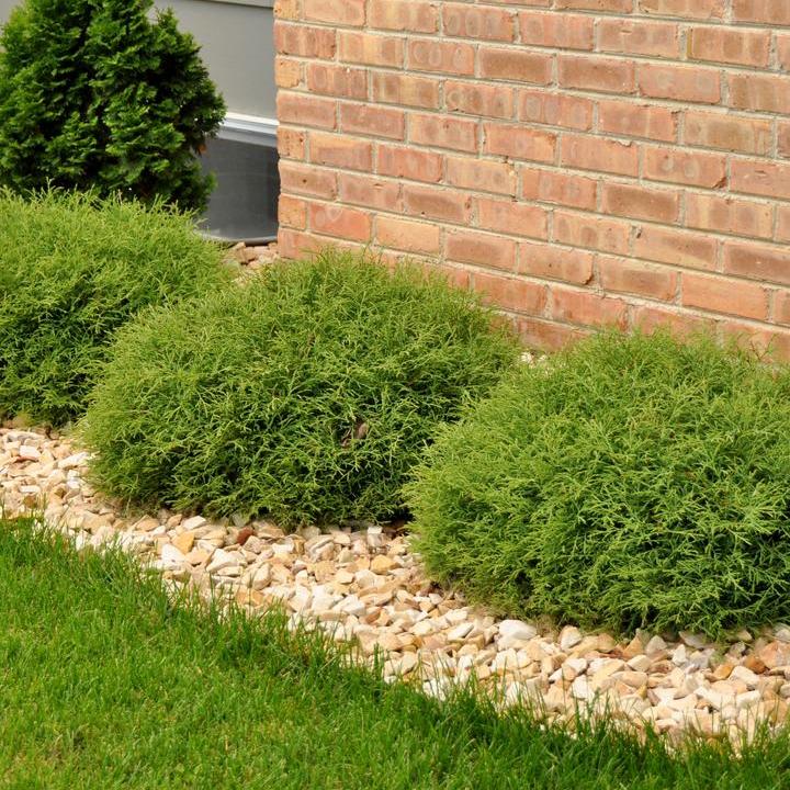 Mr. Bowling Ball® American Arborvitae