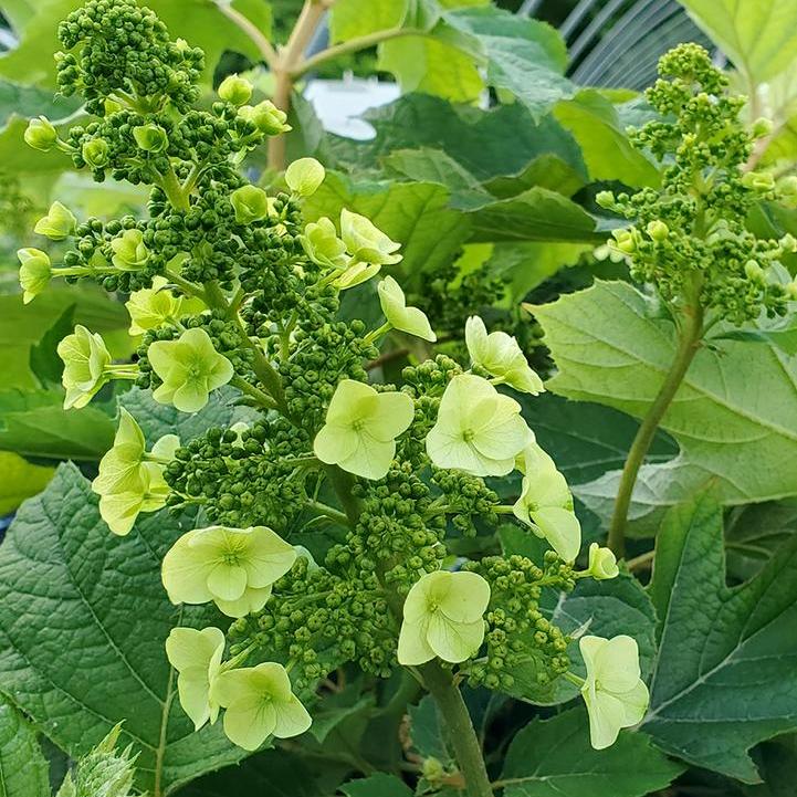 Munchkin Oakleaf Hydrangea