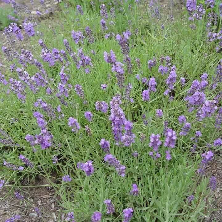 Munstead Strain Lavender