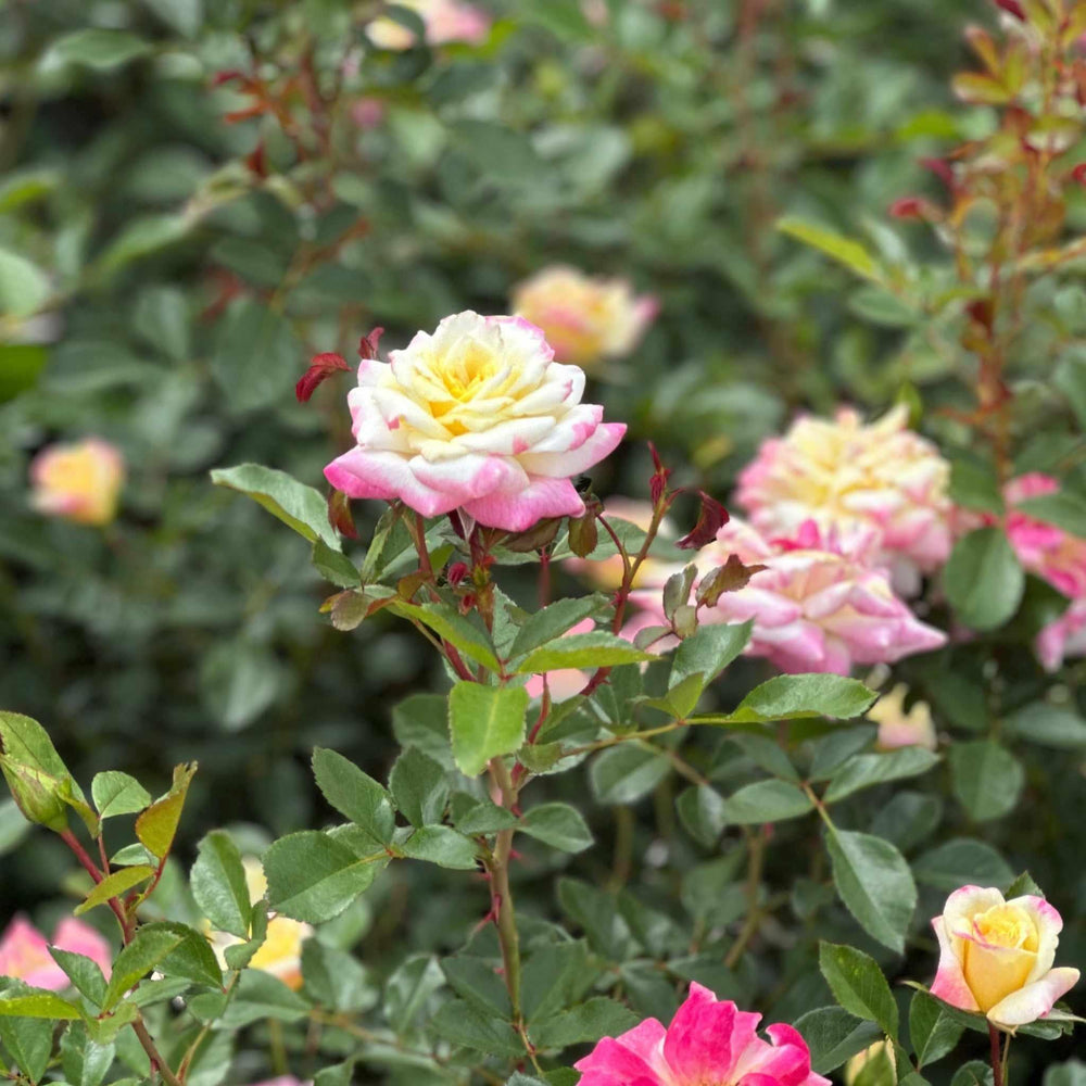 Music Box Shrub Rose