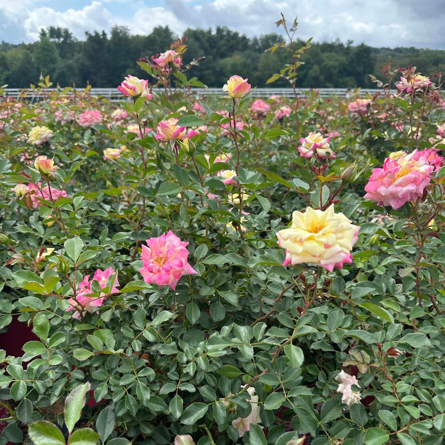Music Box Shrub Rose