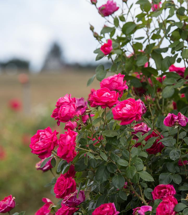 My Girl Easy Elegance® Shrub Rose |Bailey Nurseries