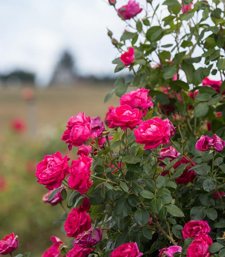 My Girl Easy Elegance® Shrub Rose |Bailey Nurseries