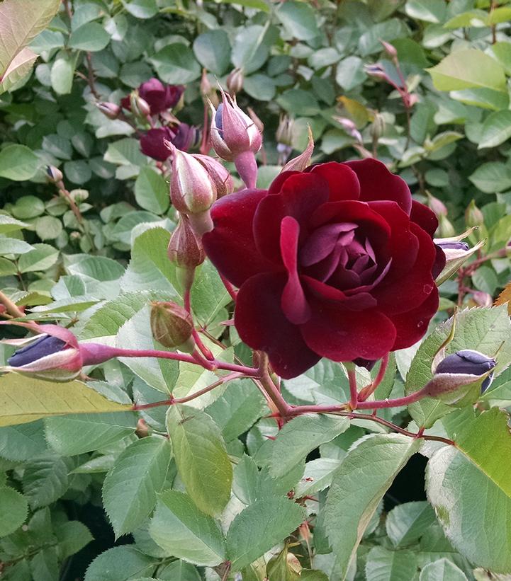 Navy Lady Rose