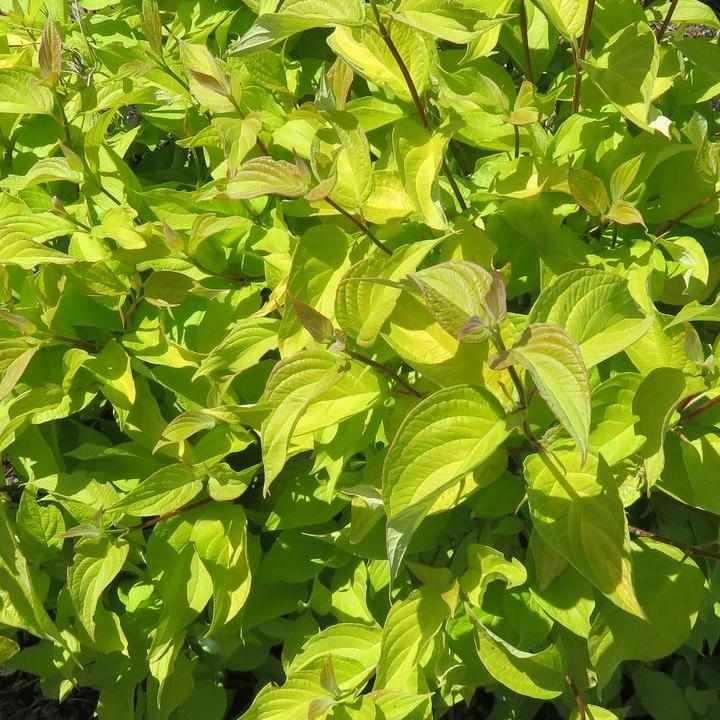 Neon Burst® Dogwood