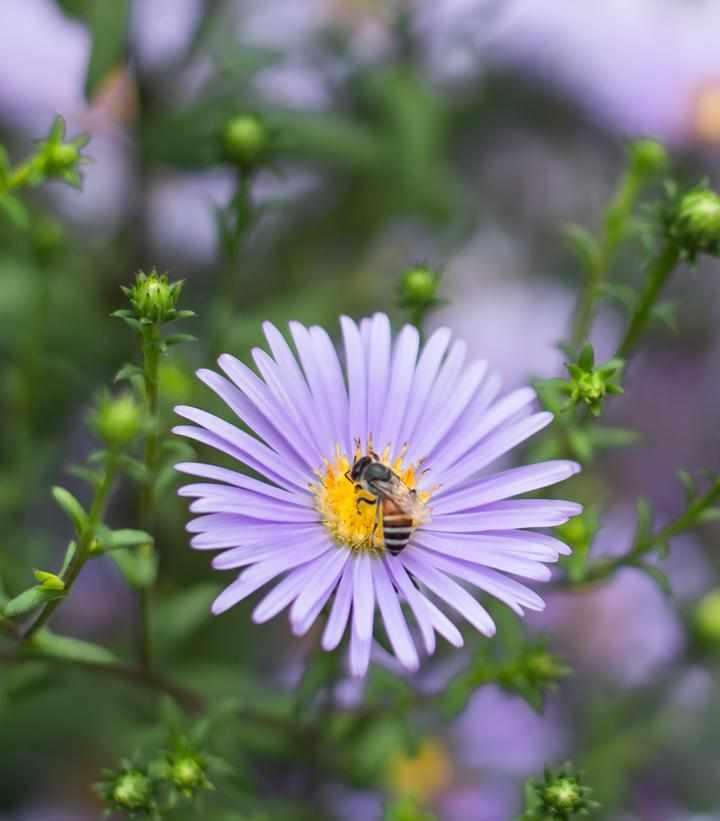 New England Aster