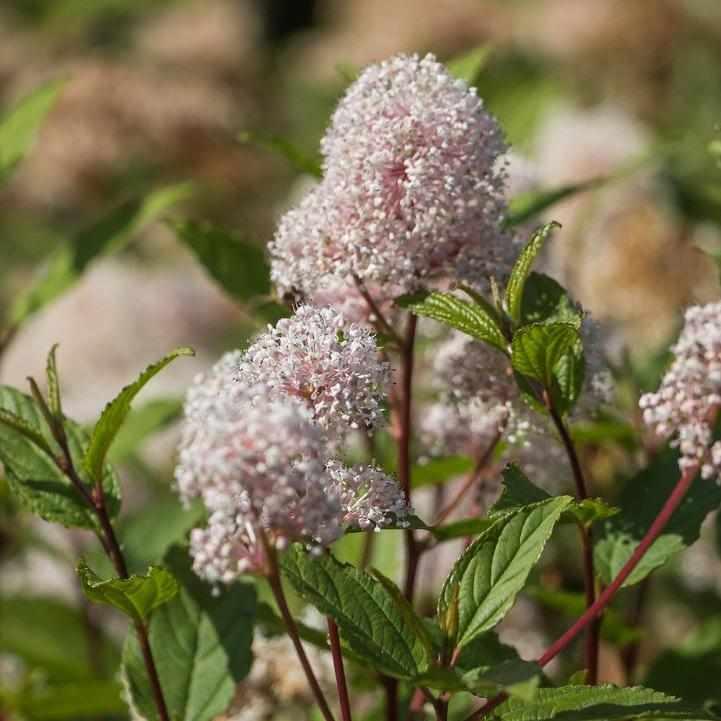 New Jersey Tea Shrub
