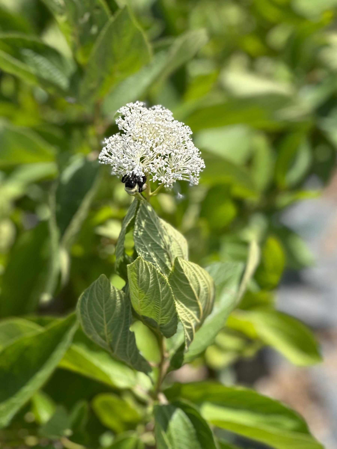New Jersey Tea Shrub