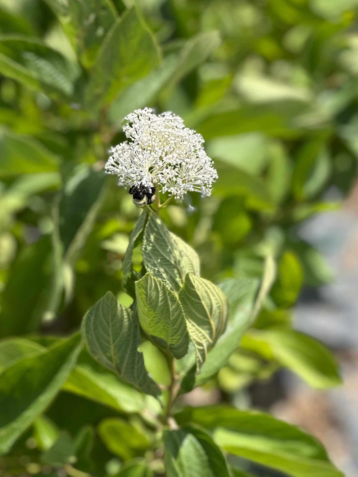 New Jersey Tea Shrub