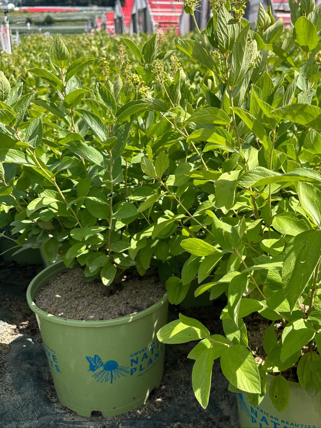 New Jersey Tea Shrub