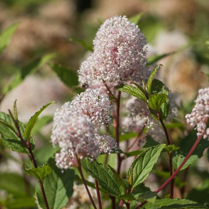 New Jersey Tea Shrub