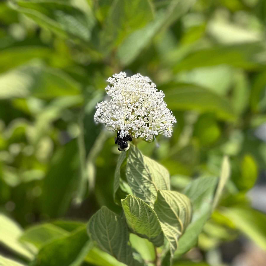 New Jersey Tea Shrub