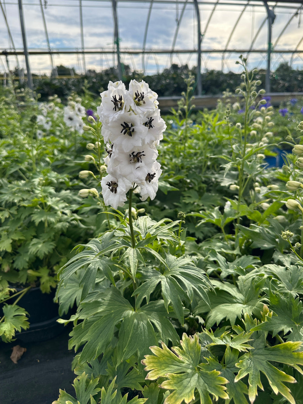 New Millenium™Black Eyed Angels Hybrid Bee Delphinium